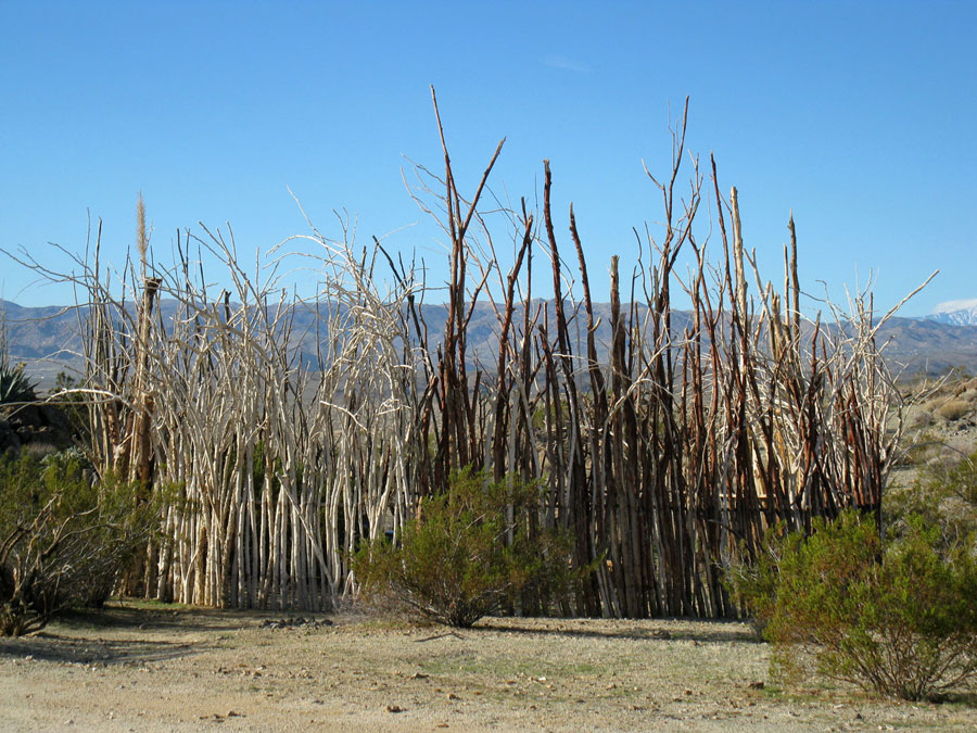 Joshua Tree Location All Pictures Media Film Locations