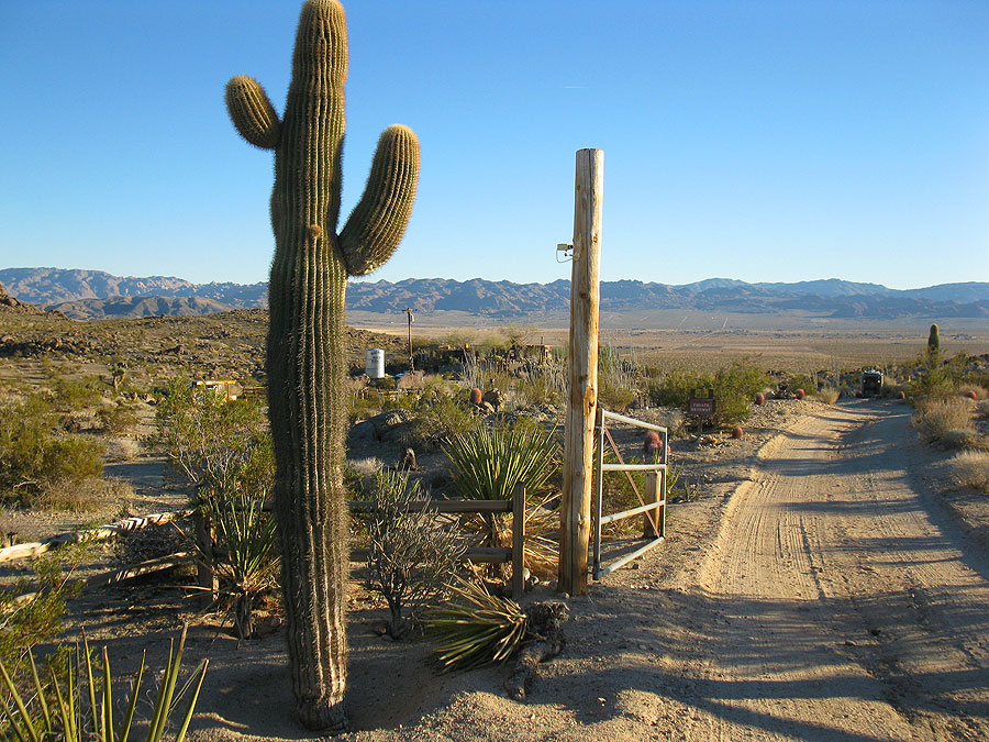 Joshua Tree Location All Pictures Media Film Locations
