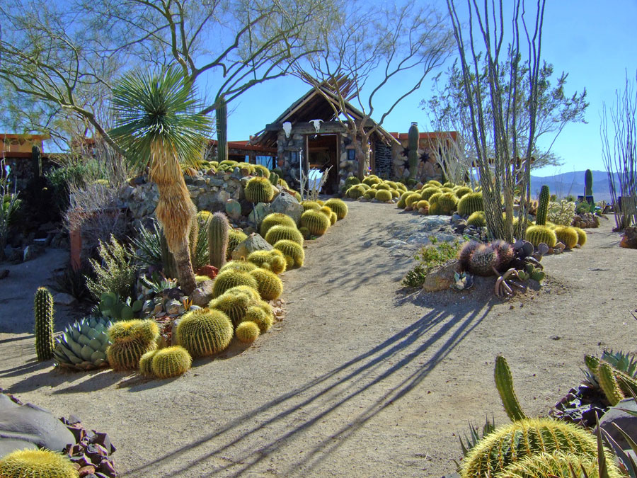 Joshua Tree Location All Pictures Media Film Locations