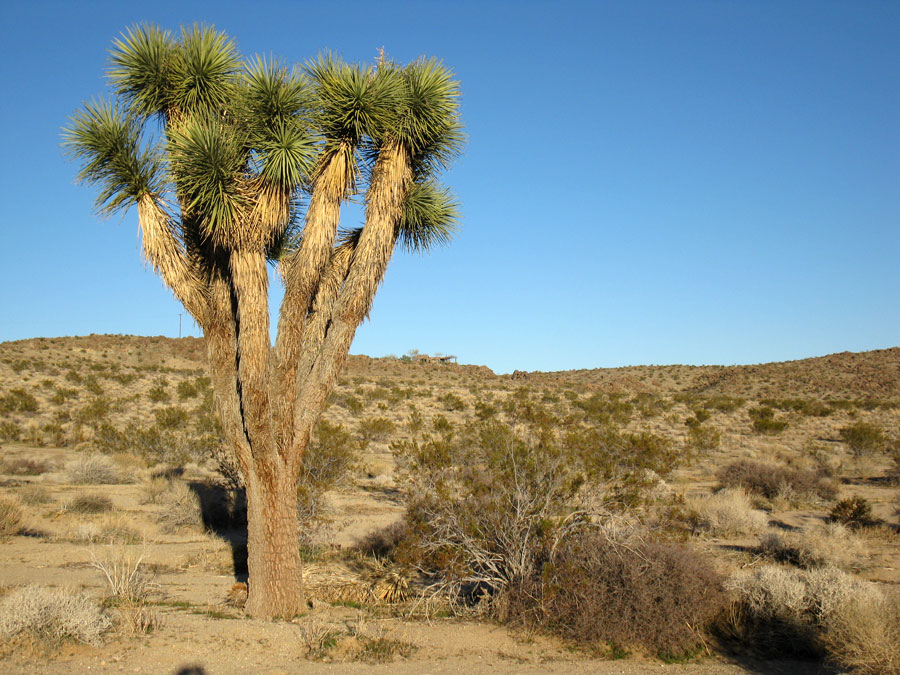 Joshua Tree Location All Pictures Media Film Locations
