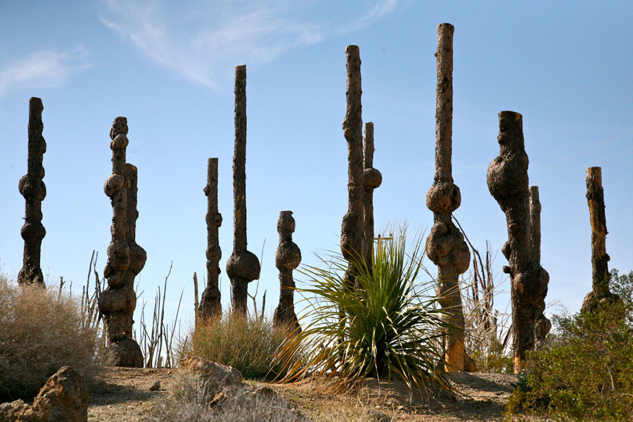 Joshua Tree Location All Pictures Media Film Locations